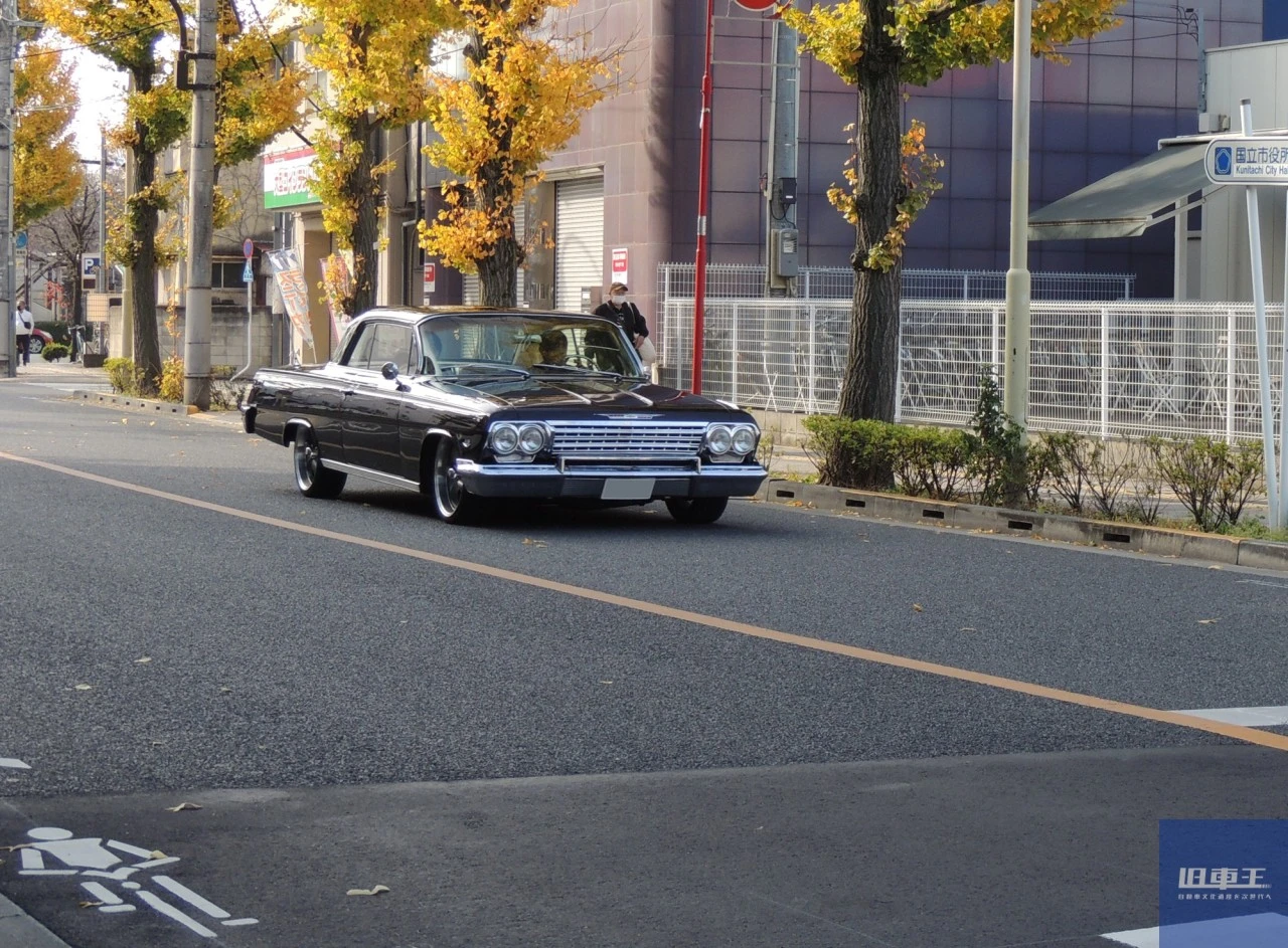 道路を走行中のインパラ